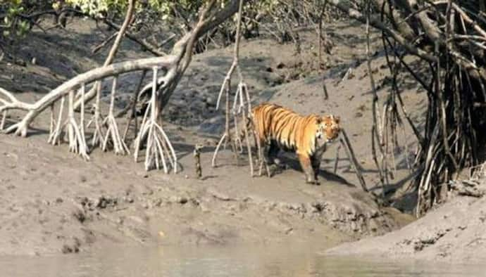 Tiger Estimation: সুন্দরবনে বাঘের সংখ্যা জানতে শুরু ক্যামেরা ট্র্যাপিং, বনকর্মীদের দেওয়া হল প্রশিক্ষণ