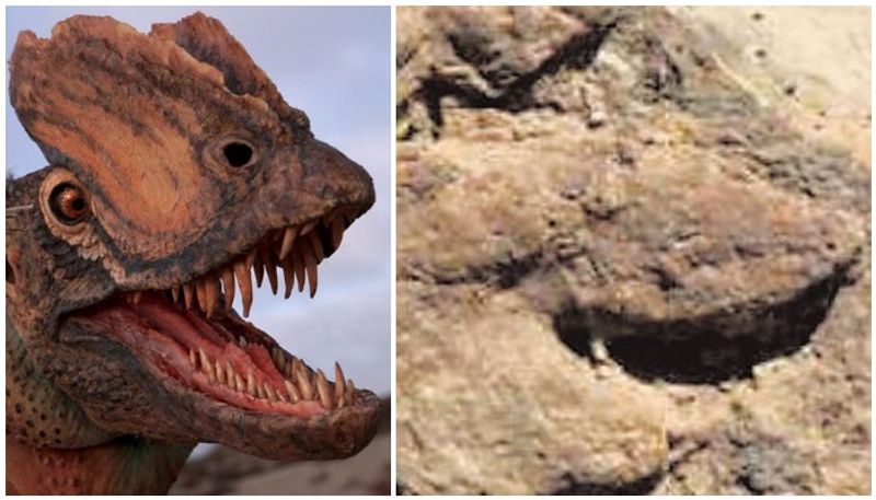 researchers find dinosaur footprints in thar desert rajasthan