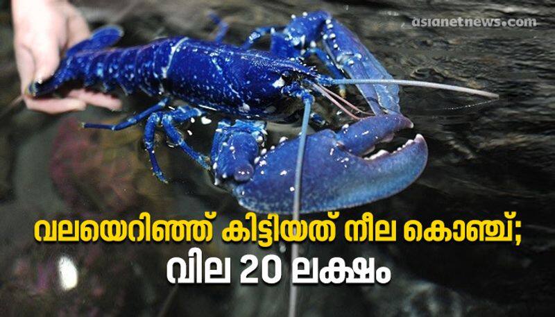 Blue lobster caught in net Price 20 lakhs