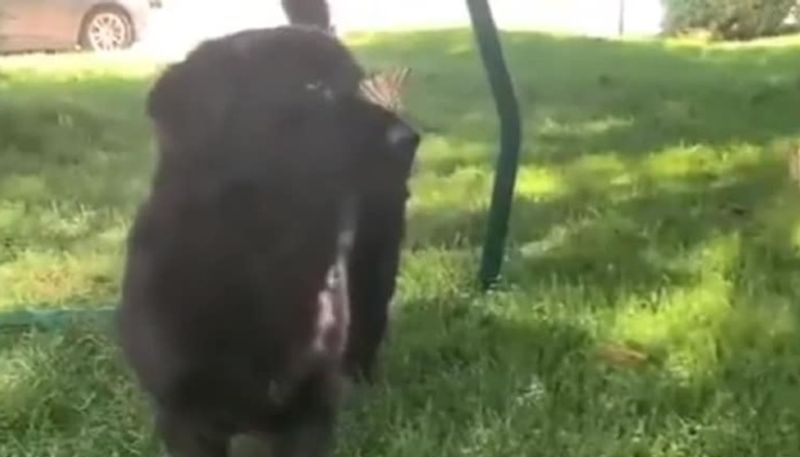 Dog plays with butterflies in viral video