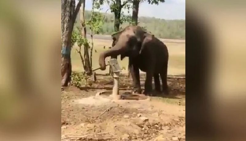 elephant drinking water by using hand pumps