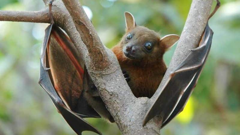 searching for the source of nipah