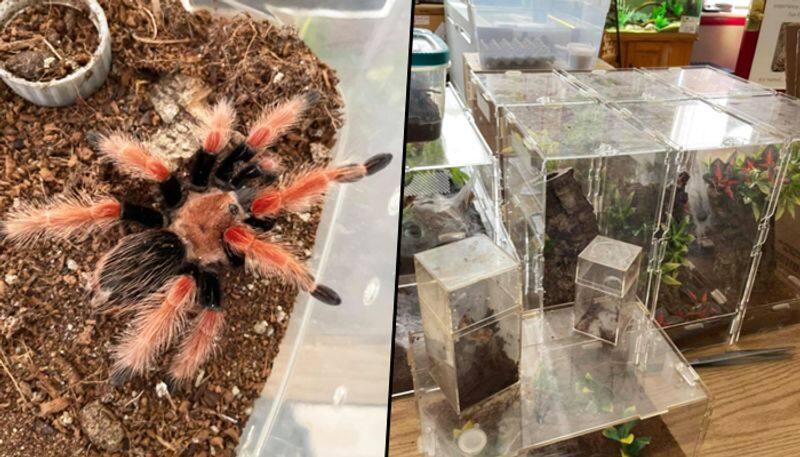 Landlord finds 19 illegal tarantulas and giant python left behind by tenant - gps