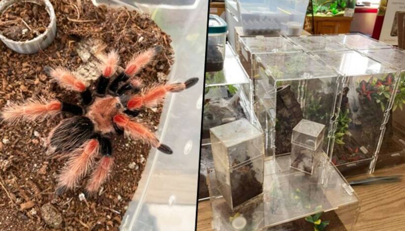 SHOCKING: Landlord finds 19 illegal tarantulas and giant python left behind by tenant