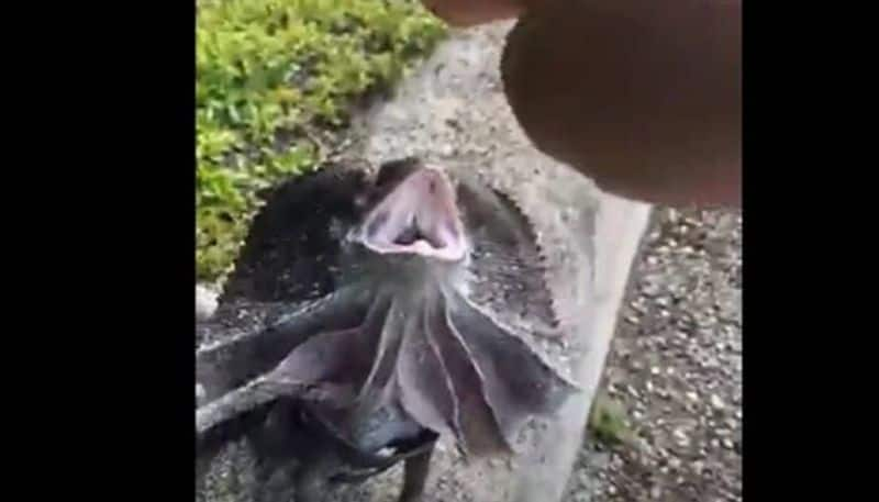 man walks with pet lizard