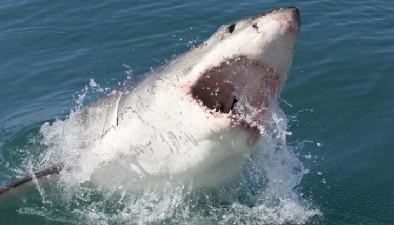 youth killed in shark attack