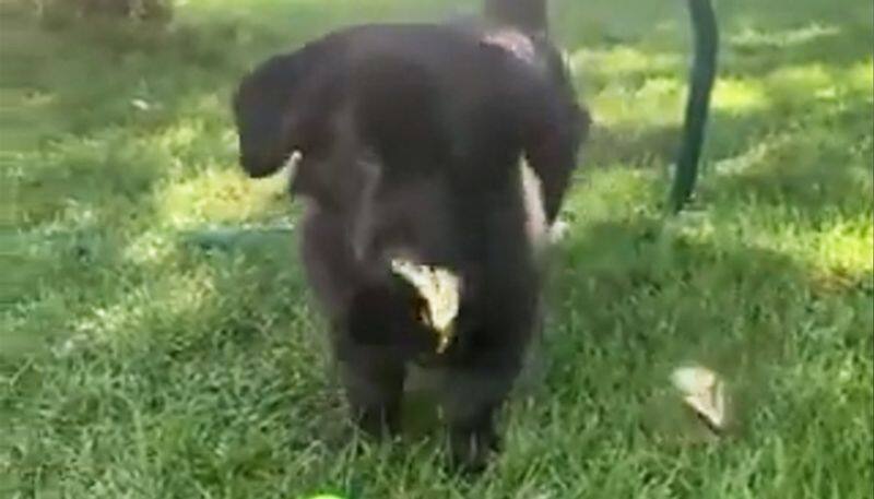 Cuteness alert: Dog plays with butterflies; viral video amazed netizens - gps