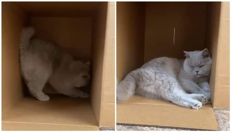 Clip of a cat walking into a cardboard box gets over 1 million views