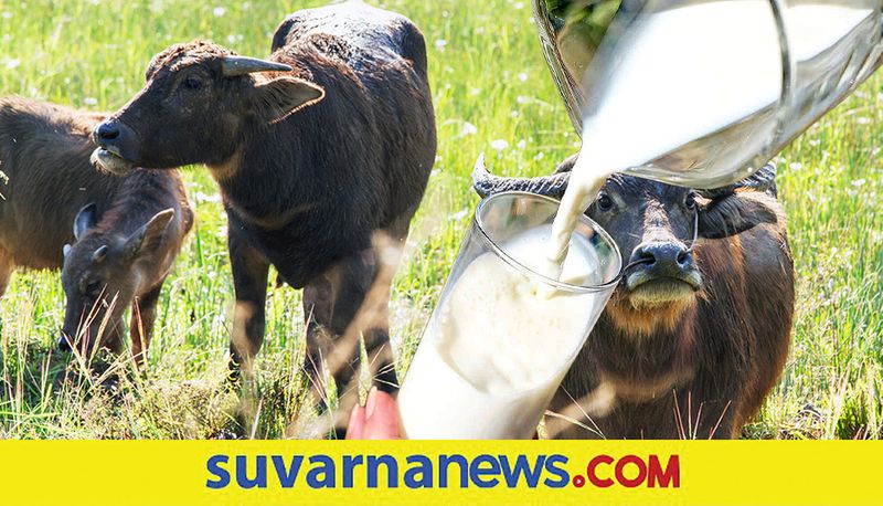 Buffalo refuse to give milk farmer seek help from police station in Madhya Pradesh ckm