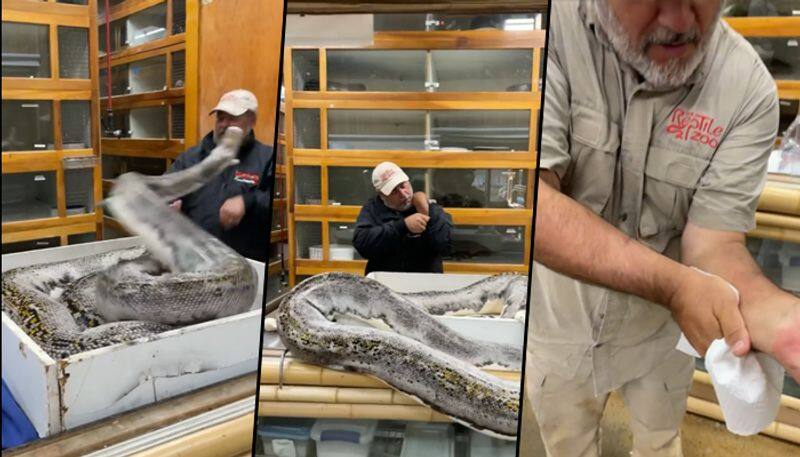 20-feet-long python attacks zookeeper; terrifying video goes viral - gps