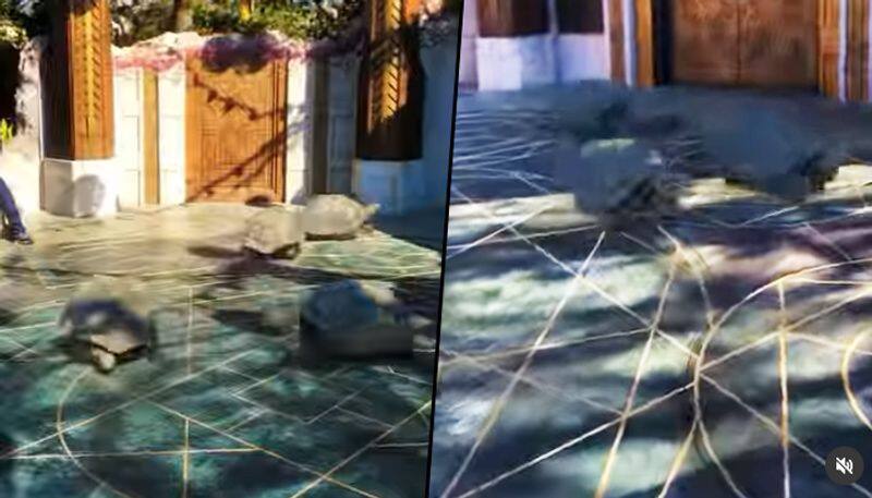 Tortoise running in the yard surprises netizens; watch video - gps