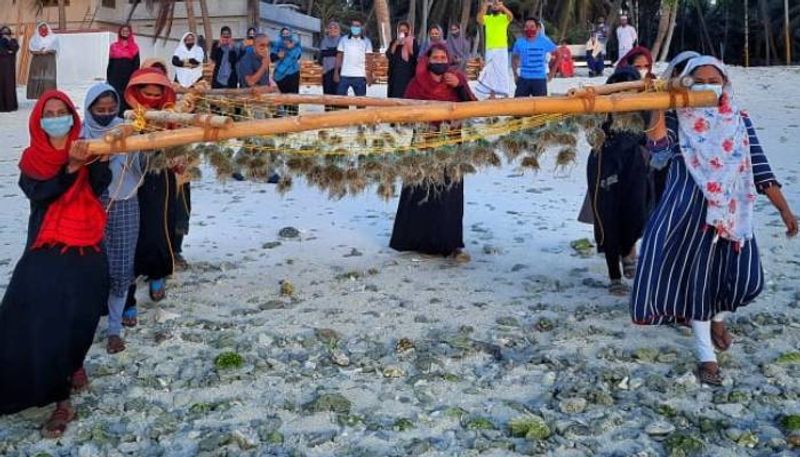 seaweed farming initiative with Central Marine Fisheries Research Institute  in Lakshadweep