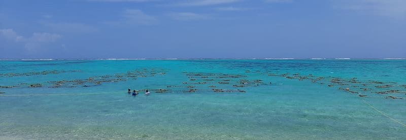 seaweed farming initiative with Central Marine Fisheries Research Institute  in Lakshadweep