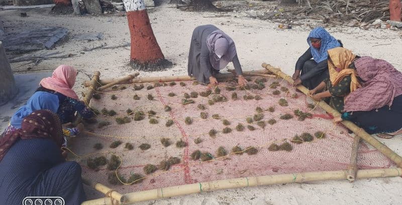 seaweed farming initiative with Central Marine Fisheries Research Institute  in Lakshadweep