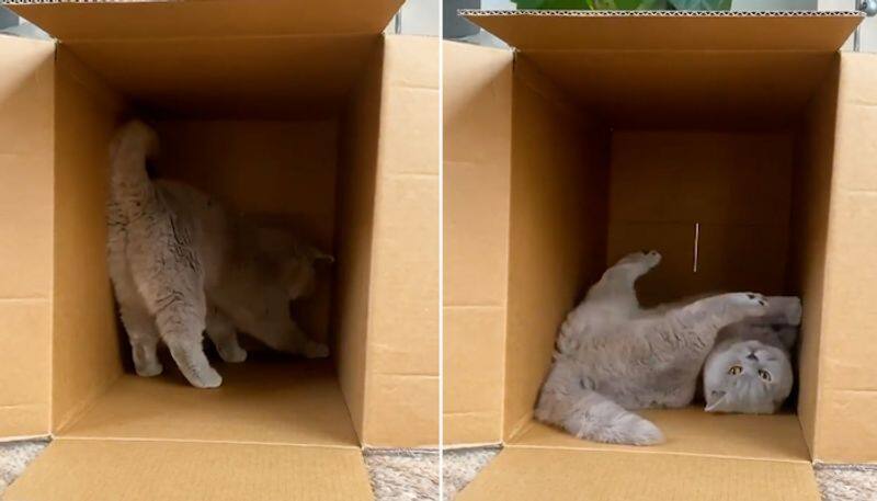 Viral video: Cat walking into cardboard box gains massive 11.6 million views-try