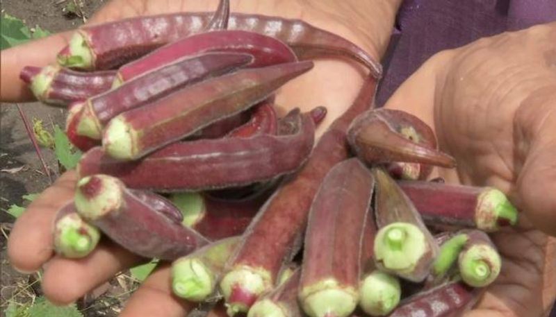 farmer grows red Okra