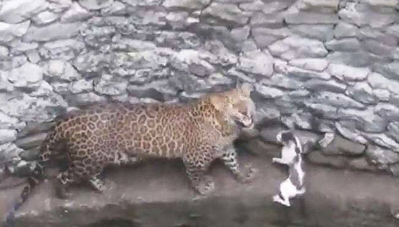 Watch leopard and cat's nail-biting face-off; find out who wins - gps