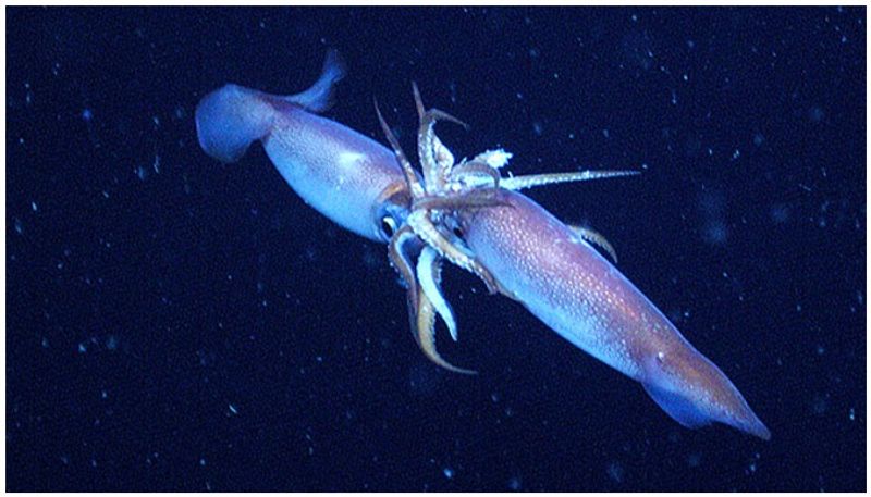 male squids looking for place to lay eggs for female squids