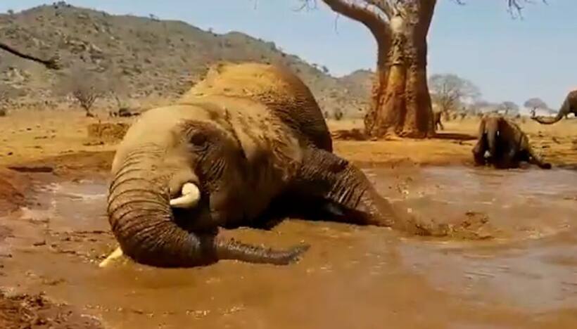 Elephant playing in muddy pool will make your day; watch the video