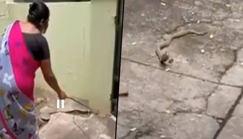 Woman kindly asks the cobra to leave her house; watch viral video - gps