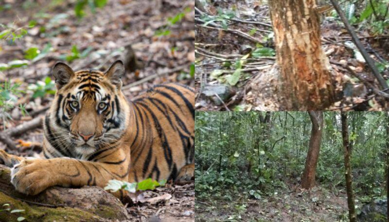 Gudalur tiger searching operation end