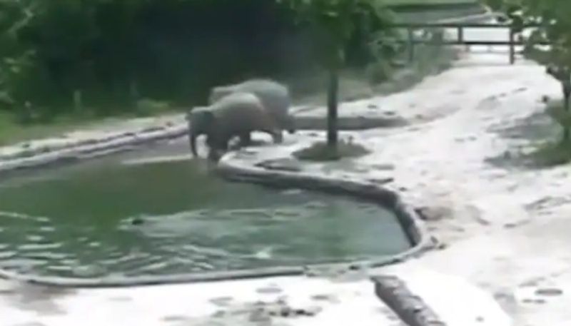 Baby elephant falls into water hole in viral video