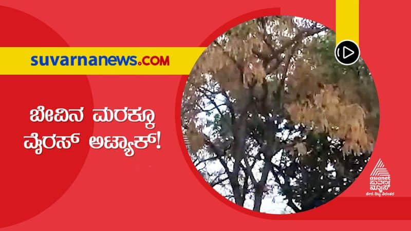 Neem Trees Infected With Unknown Disease in Raichur hls