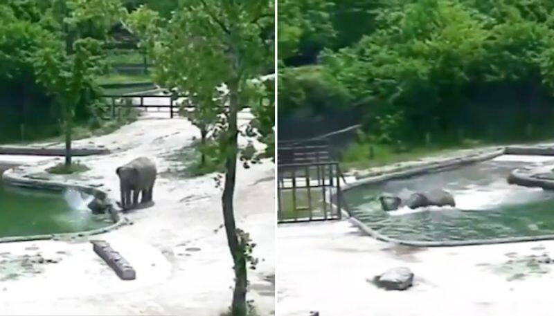 Baby elephant falls into water hole; what happens next will leave you in awe-tgy