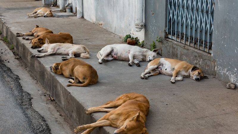 Shivamogga Over 150 Dogs Buried in Bhadravati Probe On   insert this old video in content snr