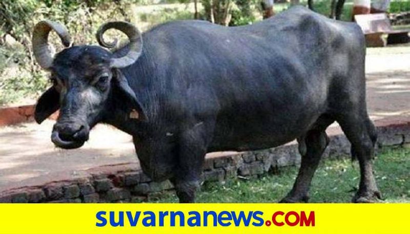 Dharwad Buffalo Got Desi Breed Exposure in India grg