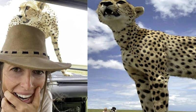 woman films incredible selfie with cheetah in viral video