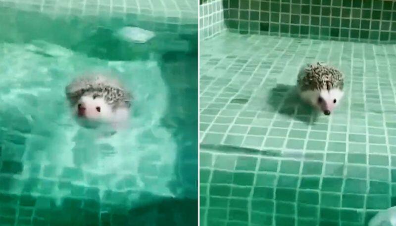 Watch Here's an adorable video of hedgehog swimming in a pool; clip goes viral-tgy