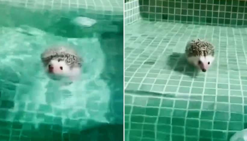 Watch: Here's an adorable video of hedgehog swimming in a pool; clip goes viral