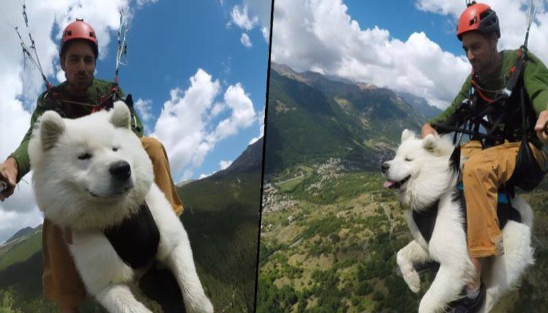 Watch Dog paraglide with Hooman in France; viral video amaze netizens - gps