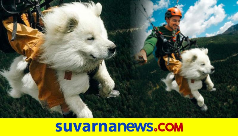 Cute dogs paragliding journey over French slopes goes viral dpl