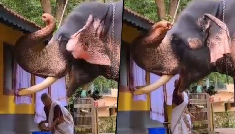 Elderly Woman Feeds Elephant; heartwarming video goes viral - gps