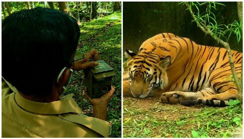 Nilgris forrest team search the dangerous killing tiger