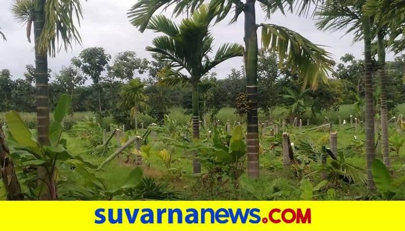 Miscreants Cut Areca Trees Cut Down at Hangal in Haveri grg