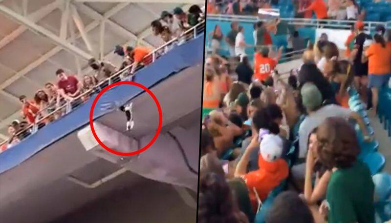 Football fans use the American flag to rescue a falling cat; watch viral video - gps