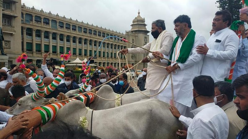 Minister Sudhakar Taunts Congress Leaders bullock cart protest rbj