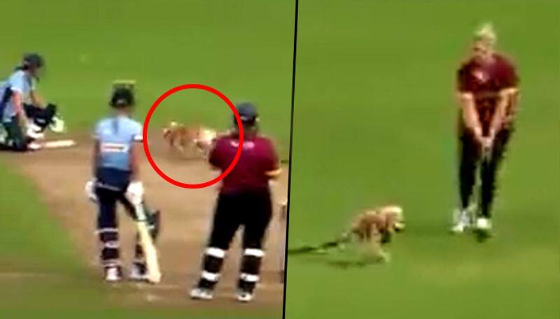 Dog interrupts women's T20 match, runs away on the pitch with ball; watch viral video - gps