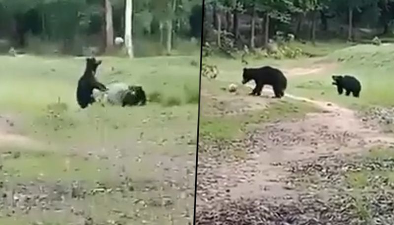 bears play with football in viral video