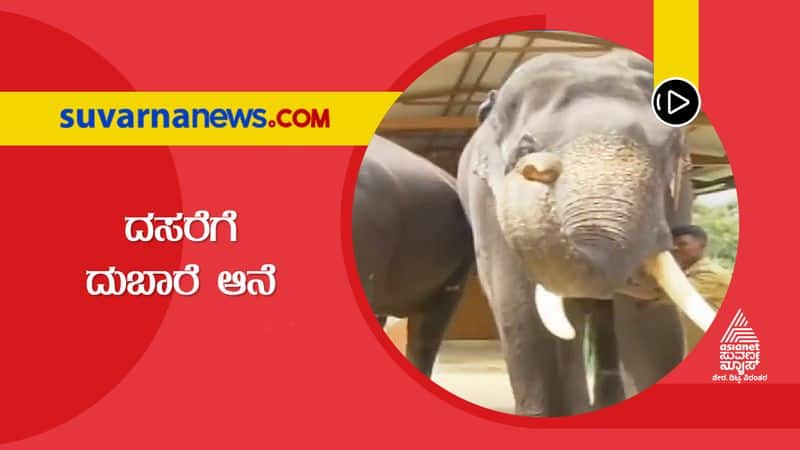 Three elephants from Dubhaare to take part in Mysore Dasara snr