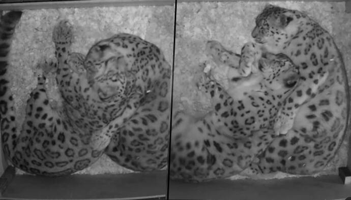 Snow leopard couple cuddles while relaxing; watch viral video