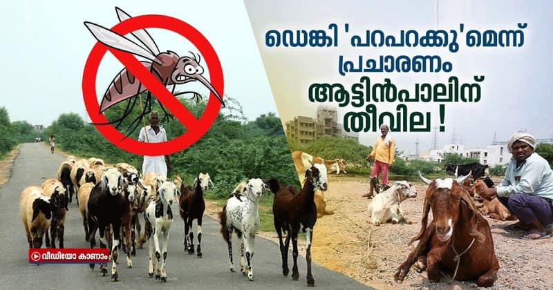 fake message on dengue fever goat milk sells for rs 1500