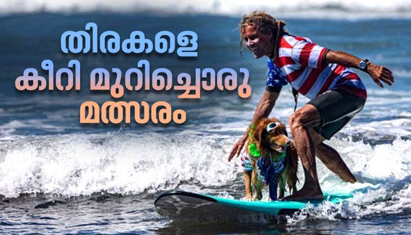 Dog surfing to help orphaned dogs see the pictures