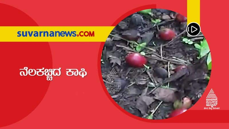 Video Name: Excess Rains Leave Coffee Planters in Trouble in Chikkamagalur snr