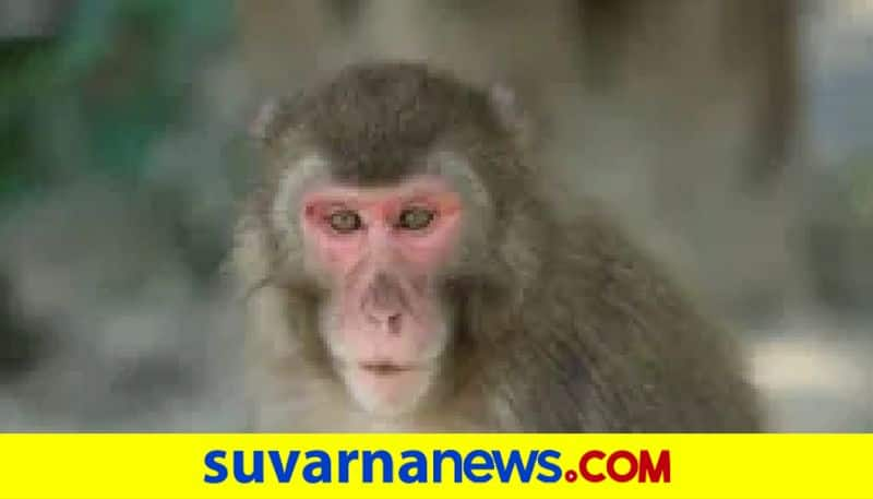 monkey attack on people in Uttara Kannada near Ankola gow