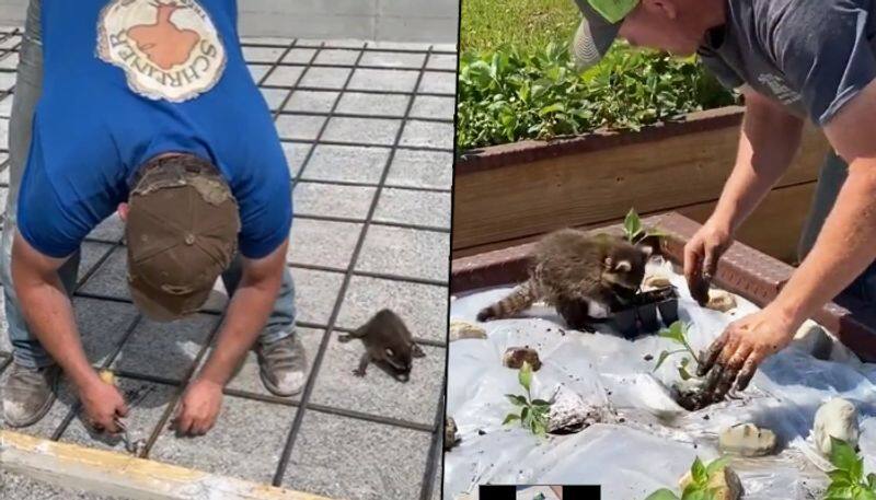 Baby raccoon helps man in his daily work; watch video - gps