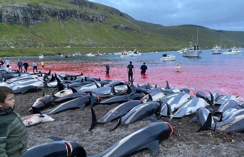 dolphonhundreds of dolphins killed in a traditional mass hunts